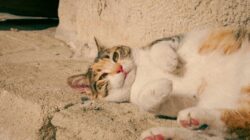 Seekor kucing belang menikmati hari yang cerah, berbaring di tangga batu di Varna, Bulgaria.