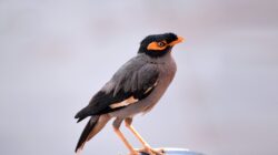 Gambar close-up burung myna bank yang bertengger di luar ruangan di permukaan melengkung.