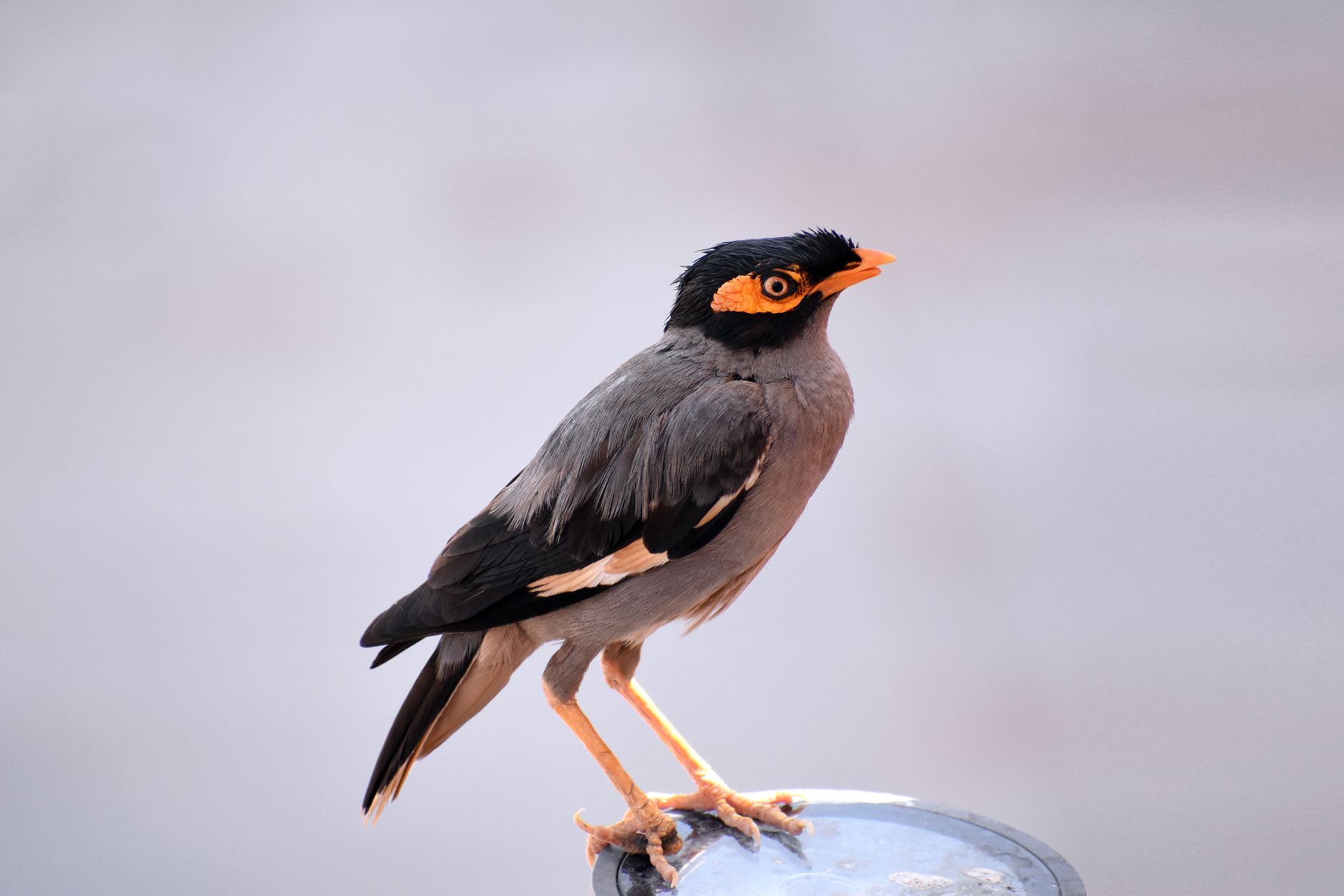 Gambar close-up burung myna bank yang bertengger di luar ruangan di permukaan melengkung.