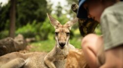 Sebuah kanguru bersantai di samping seorang anak di Brisbane, menangkap momen tenang satwa liar.