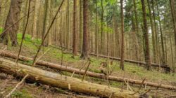 Lanskap hutan subur di Čestín, Ceko, menampilkan pohon-pohon raksasa dan hutan lebat.