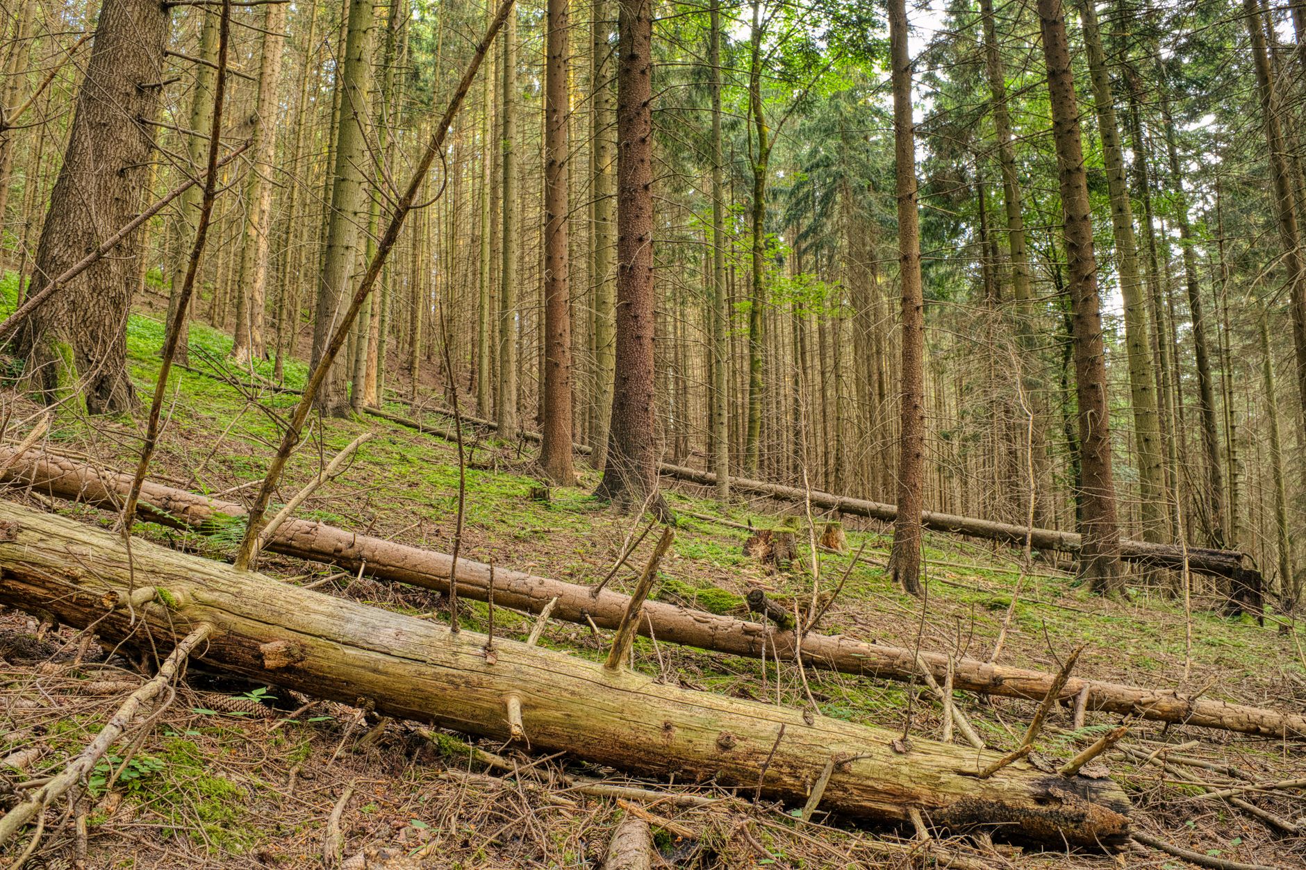 Lanskap hutan subur di Čestín, Ceko, menampilkan pohon-pohon raksasa dan hutan lebat.